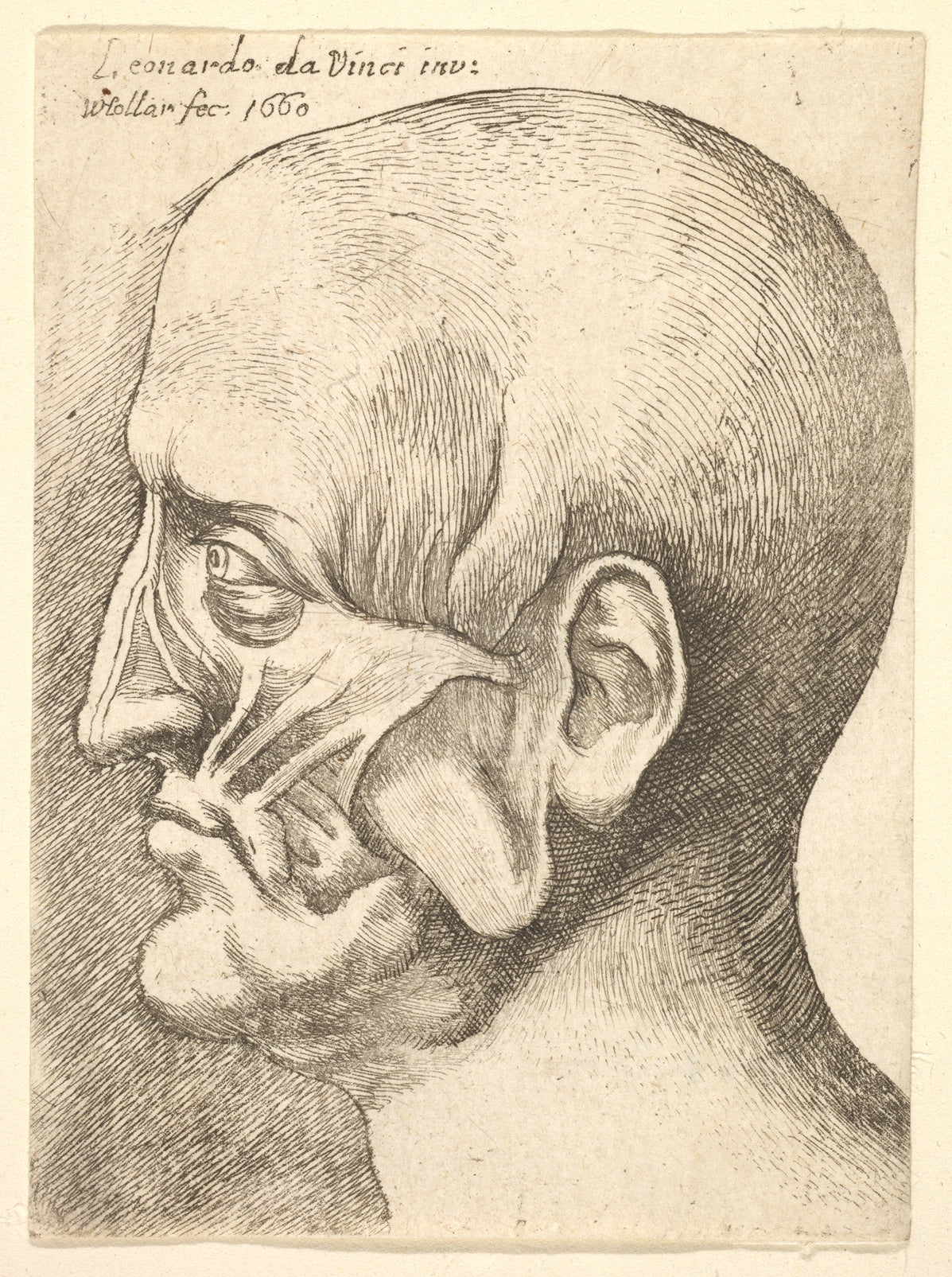 Wenceslaus Hollar, after Leonardo da Vinci, Ecorche head of a man in profile to left, 1660. The Metropolitan Museum of Art, New York (Open Access, CC0).